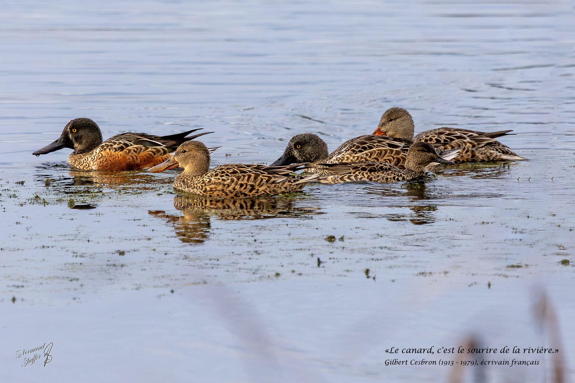 Canard souchet